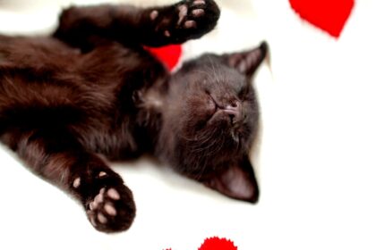 hotel-waag-makkum-als-je-kat-dit-doet-zelfs-in-zijn-slaap-betekent-het-dat-hij-echt-van-je-houdt