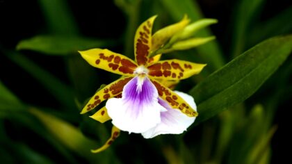 hotel-waag-makkum-als-u-dit-precieze-gebaar-in-december-vergeet-zullen-uw-orchideeen-volgend-jaar-wa