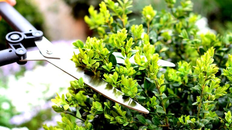 hotel-waag-makkum-deze-struiken-moet-je-al-in-januari-snoeien-voor-een-rijke-bloei-in-2026