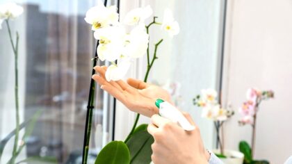 hotel-waag-makkum-een-echte-toverdrank-dit-eenvoudige-gebaar-doet-een-orchidee-binnen-enkele-dagen-o