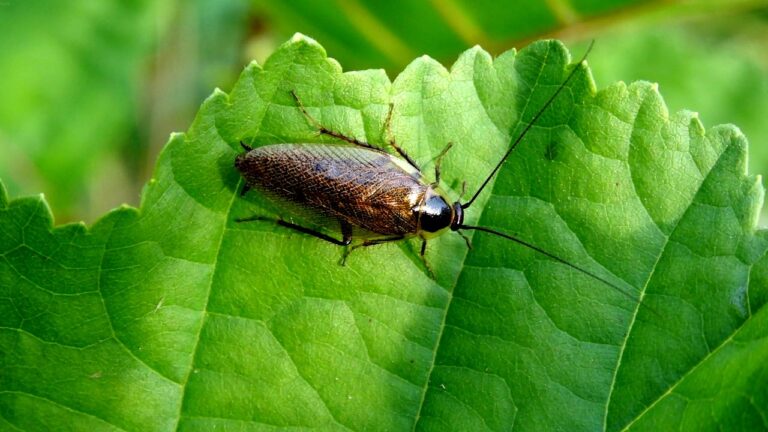 hotel-waag-makkum-je-kunt-zonder-het-te-weten-kakkerlakken-mee-naar-huis-nemen-deze-kamerplanten-tre