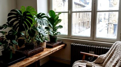 hotel-waag-makkum-kamerplanten-geel-door-verwarming-deze-eenvoudige-gewoonte-die-90-van-de-mensen-ne