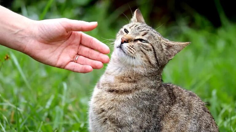 hotel-waag-makkum-praktische-tips-5-menselijke-handelingen-die-katten-afstoten