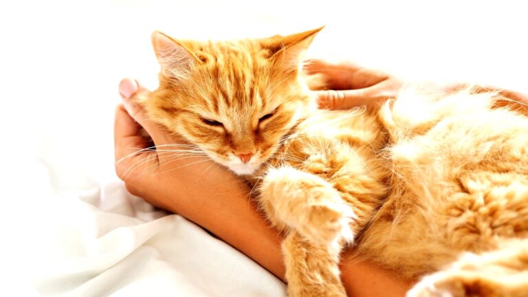 hotel-waag-makkum-slaapt-je-kat-elke-nacht-bij-jou-wat-je-voor-liefde-houdt-heeft-een-andere-verklar