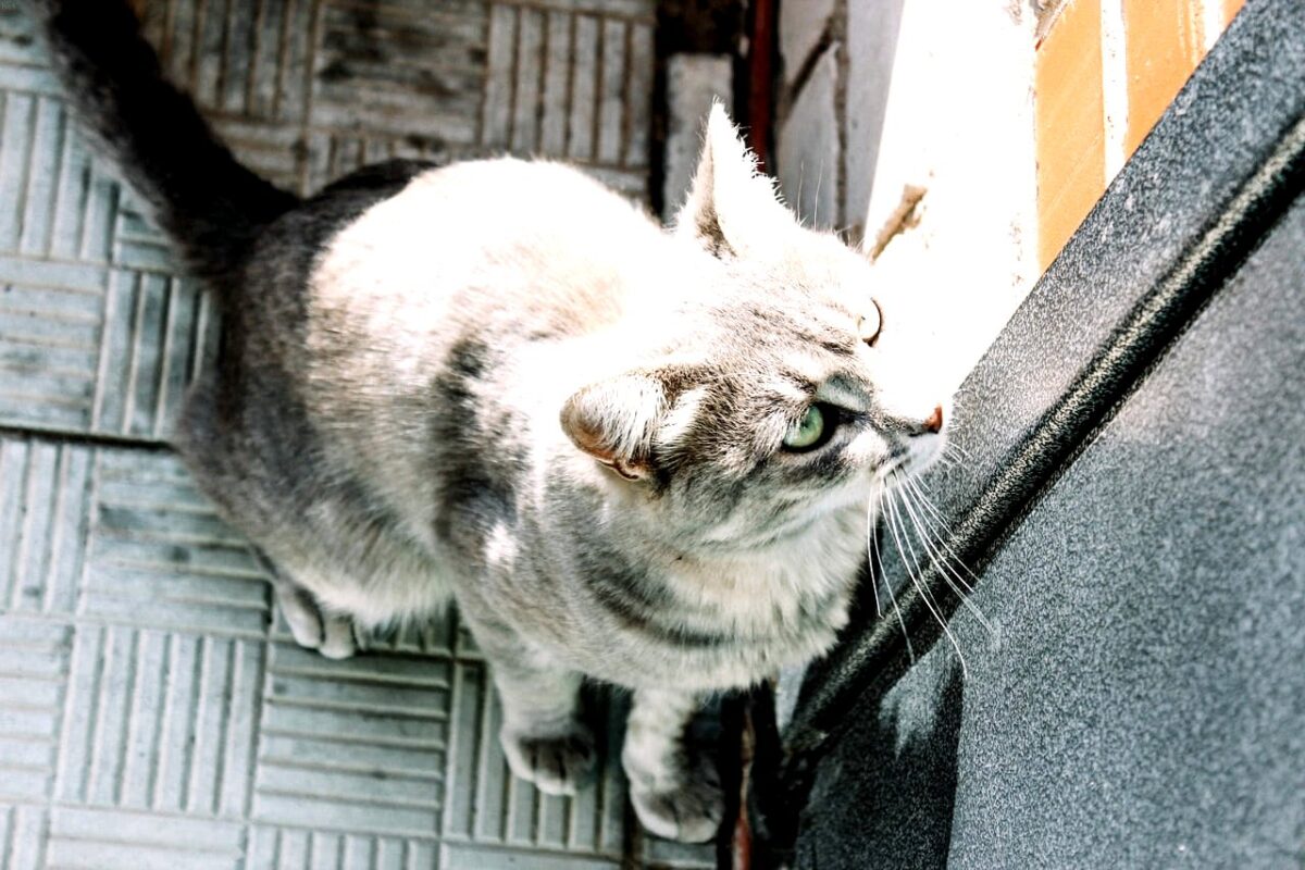 hotel-waag-makkum-waarom-haat-mijn-kat-gesloten-deuren