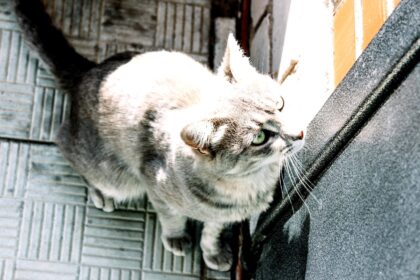 hotel-waag-makkum-waarom-haat-mijn-kat-gesloten-deuren