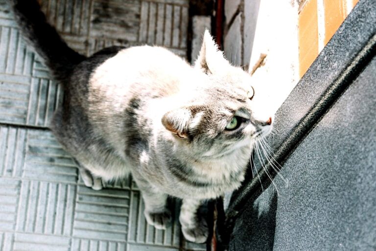 hotel-waag-makkum-waarom-haat-mijn-kat-gesloten-deuren