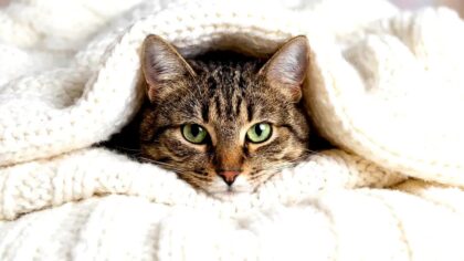 hotel-waag-makkum-waarom-je-kat-elke-nacht-in-je-bed-kruipt-volgens-deze-gedragsspecialist