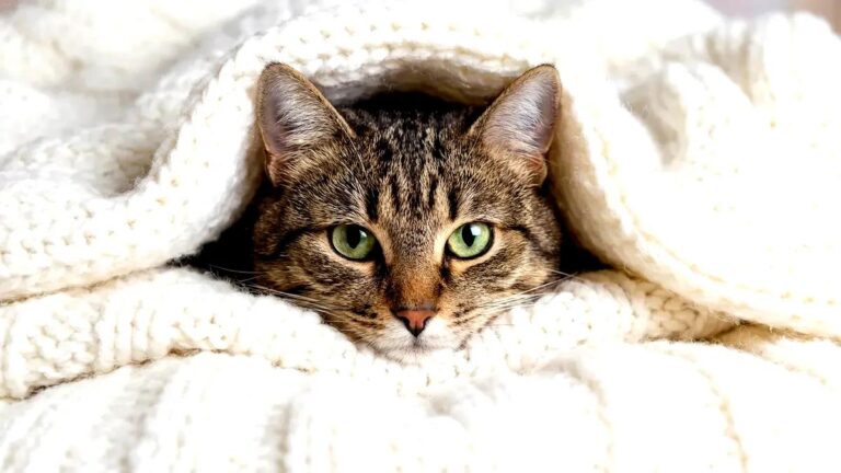 hotel-waag-makkum-waarom-je-kat-elke-nacht-in-je-bed-kruipt-volgens-deze-gedragsspecialist