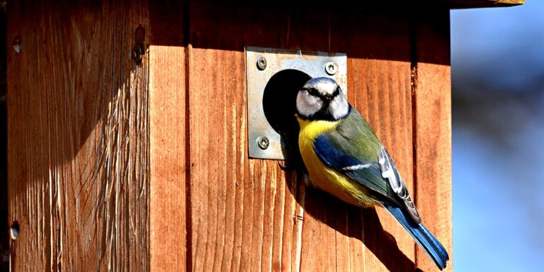 hotel-waag-makkum-wat-betekent-de-aanwezigheid-van-mezen-in-mijn-tuin