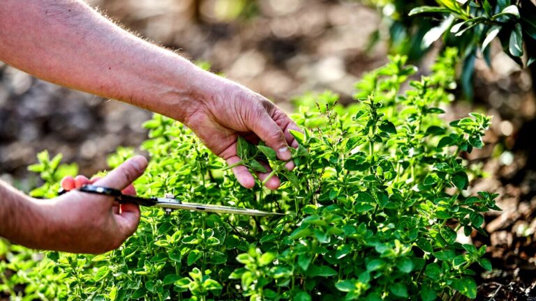 hotel-waag-makkum-wist-u-dat-deze-aromatische-plant-werkt-doeltreffend-tegen-maag-en-darmklachten